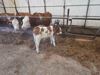 Buqa, Simmental cattle — 1-rasm