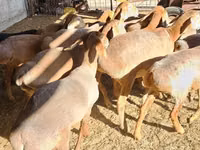 Schaf, Arashan sheep — Foto 7