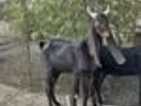 Ziege, Kamori goats — Foto 6