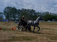 Caballo, Lipizzaner — foto 3