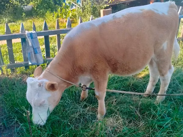 Bulle, Simmental cattle
