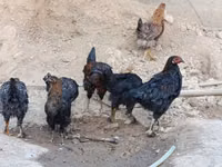 Chickens — Foto 8