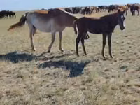 母马, Horses — 照片 2