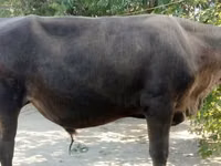 公牛, Swiss cattle — 照片 4