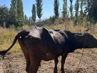 母牛, Cattle — 照片 3
