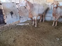 Widder, Arashan sheep — Foto 1