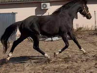 Caballo, Caballos — foto 3