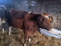 Vaca, Simmental cattle — foto 5