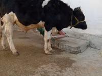 公牛, Cattle — 照片 2
