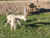 Ziege, Saanen goat — Foto 2