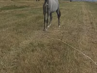 Caballo, Thoroughbred horse — foto 1