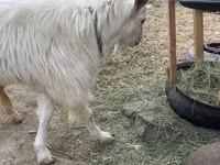 Cabro, Saanen goat — foto 2