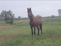 Horse (M), Horses — photo 2