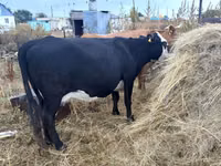 गाय, Latvian Blue cattle — फ़ोटो 1
