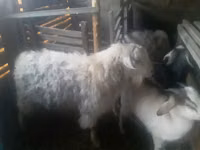 Ziegenbock, Alpine goat — Foto 2