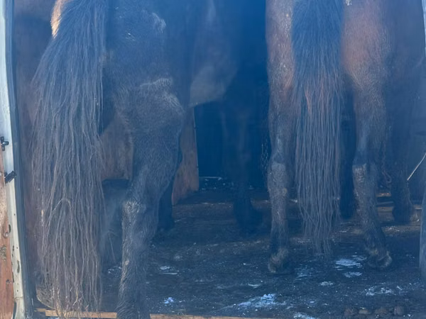 Horse (M), Horses