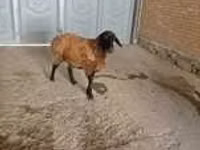 Ziege, Alpine goat — Foto 6