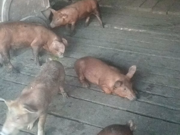 Eber, Schweine