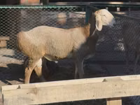 Widder, Arashan sheep — Foto 3