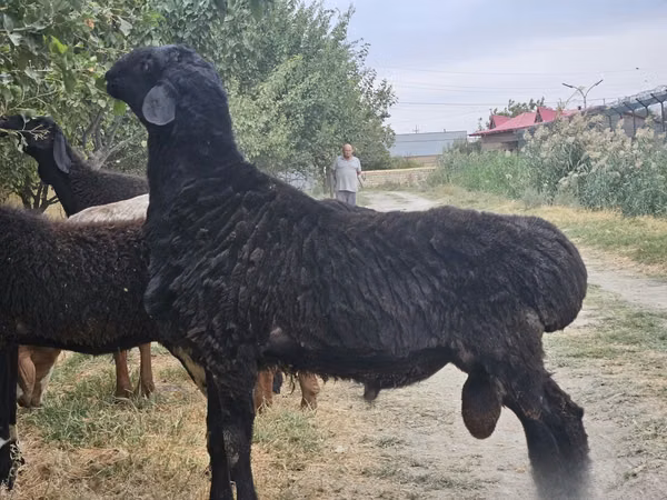 Кочкор, Койлор