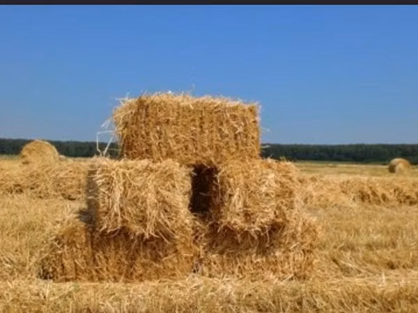 Буудай саман, Поледен, Продаю с Поля, Тюки соломы пшеничной, буудай