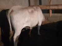 गाय, आउलियेकोल नस्ल — फ़ोटो 1