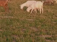 Cabro, Alpine goat — foto 4
