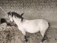 Hengst, Pferde — Foto 1