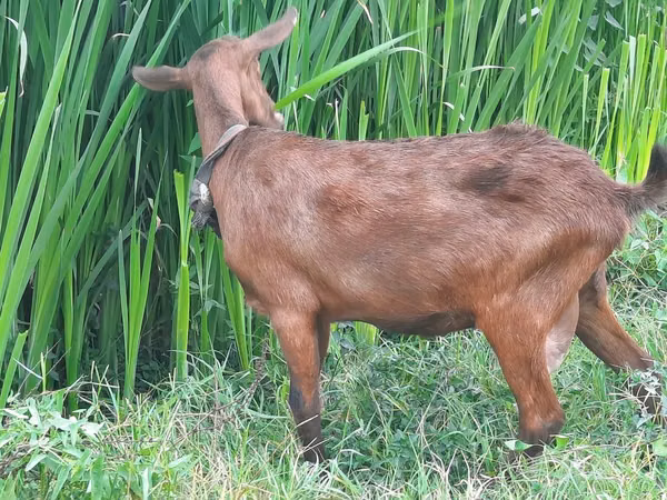 Ziegen (Partie, Geschlecht nicht angegeben), Murcia-Granada goats