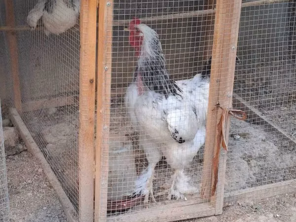 Brahma
