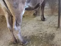 母牛, Cattle — 照片 3