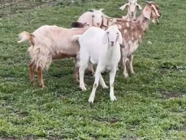 Ziege, Nubian Goat — Kirgisistan