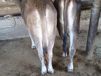 Bulle, Swiss cattle — Foto 2