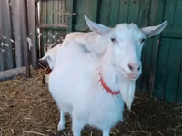 Ziege, Saanen goat — Foto 2
