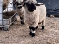 Qoʻy, Valais Blacknose sheep — 3-rasm