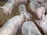 Schweine (Partie, Geschlecht nicht angegeben) — Foto 4