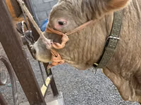 Bulle, Charolais cattle — Foto 5