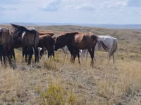 Mare, Horses — photo 3