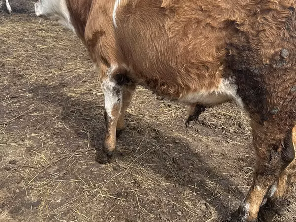 ثور, Simmental cattle