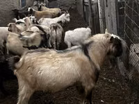 Cabro, Alpine goat — foto 3