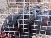 Chickens — الصورة 2