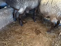 Schaf, Schafe — Foto 5