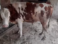 Rinder (Partie, Geschlecht nicht angegeben), Simmental cattle — Foto 2