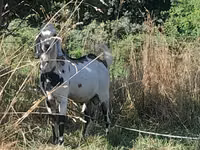 Billy Goat, Nubian Goat — photo 6