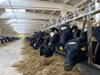 Kuh, Holstein-Rasse — Foto 2