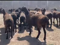 نعجة, Hissar sheep — الصورة 1