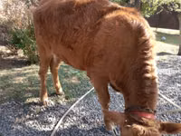 Kuh, Swiss cattle — Foto 5