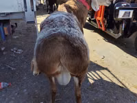 Ram, Arashan sheep — photo 3