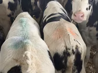 ІҚМ (топ, жынысы көрсетілмеген), Simmental cattle — 6-сурет