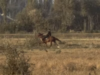 Stute, French Trotter — Foto 4